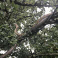 snake in tree