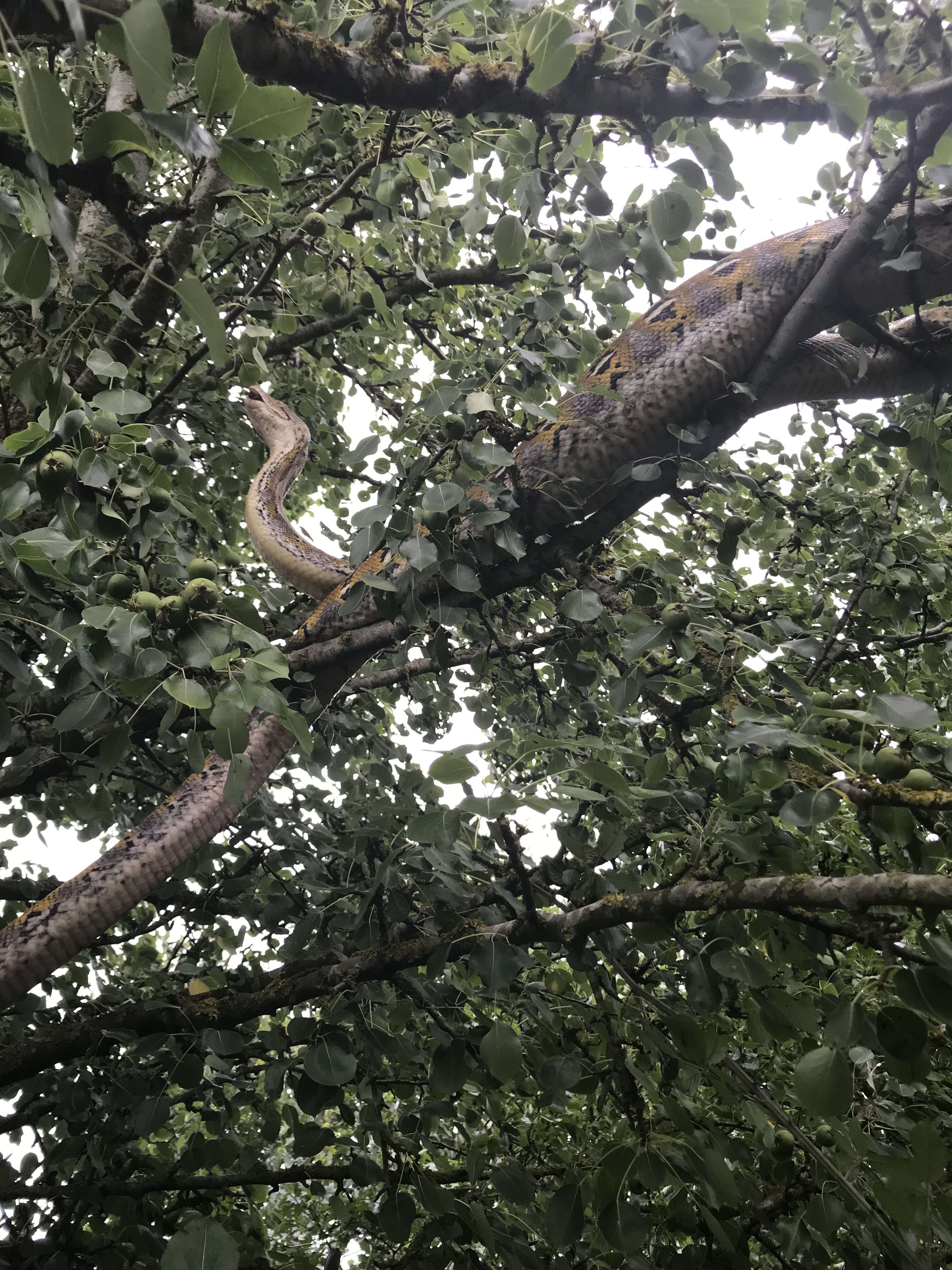 Snake Rapped Around Tree Drivers Are Shocked To See Snake Up In A Tree - The Dodo