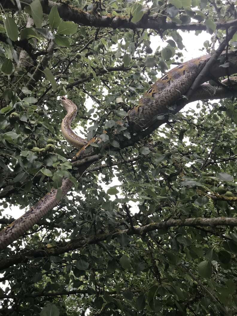 snake in tree