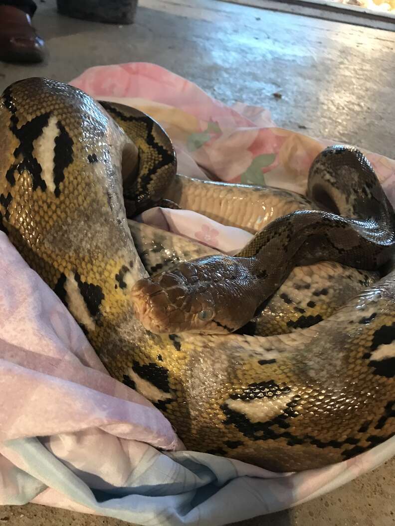 rescue snake