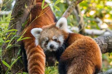 Oregon Zoo