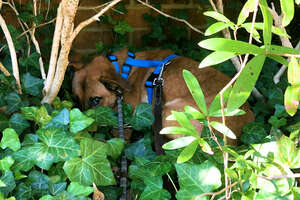 Scared Foster Dog Hid In The Bushes On Walks