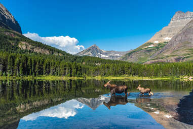 two moose running across a glacial lake surrounded by trees