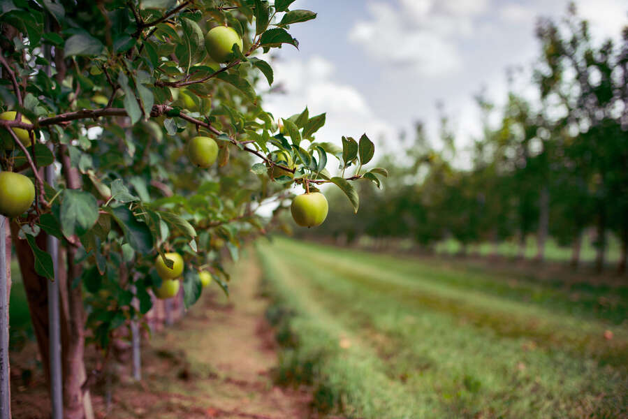 Apple Picking Near Chicago Good Farms & Orchards to Visit Right Now