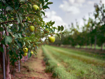 Edwards Apple Orchard