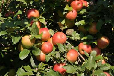 All Seasons Apple Orchard