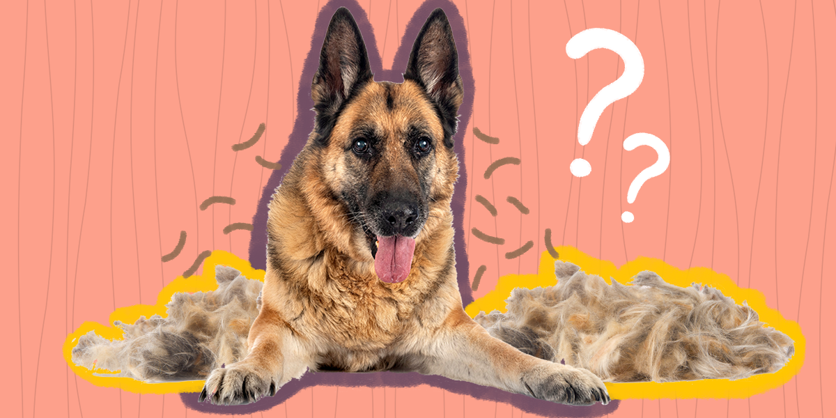 Do Older Dogs Shed More? DodoWell The Dodo