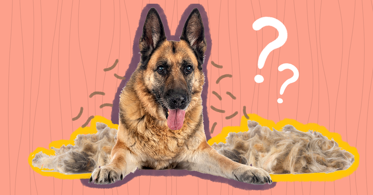 how can i help my dog from shedding