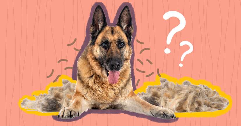 what causes a dog to shed excessively