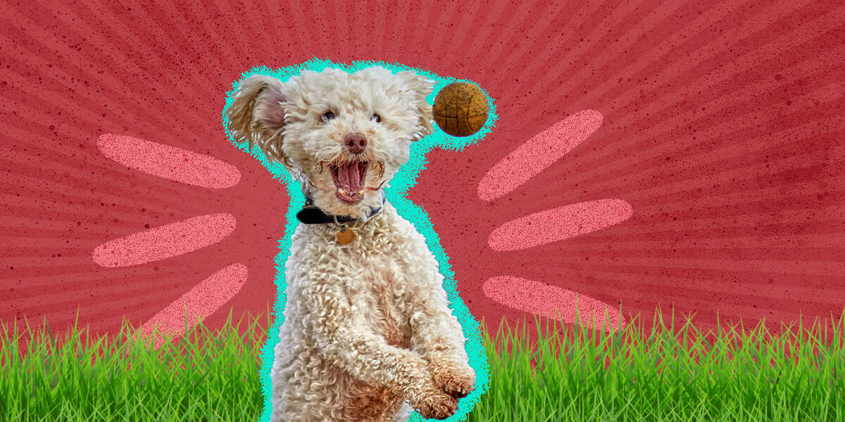 Outdoor Activities For Dogs 7 Fun Things To Do With Your Pet This