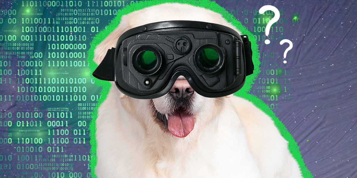 Can Dogs See In The Dark DodoWell The Dodo