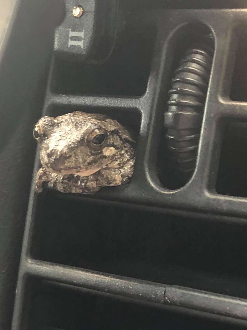 frog in car