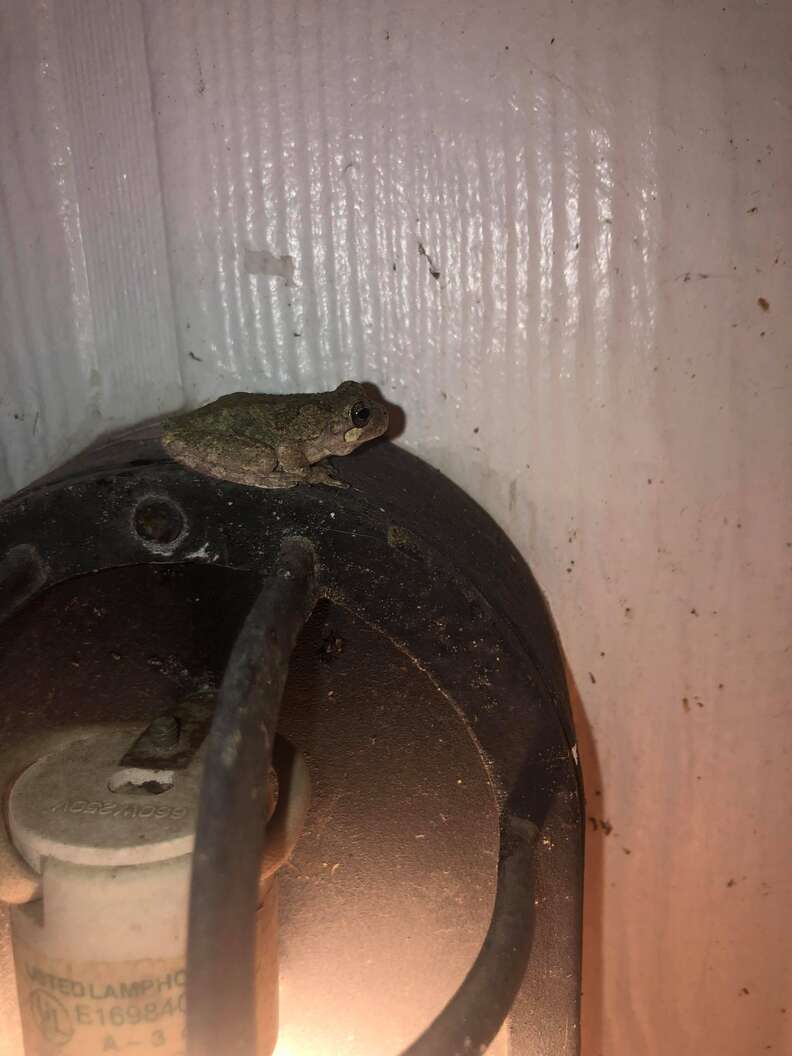 frog on porch