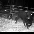 Police Captain Spends All His Free Time Rescuing Beefalo Named ’Buddy’