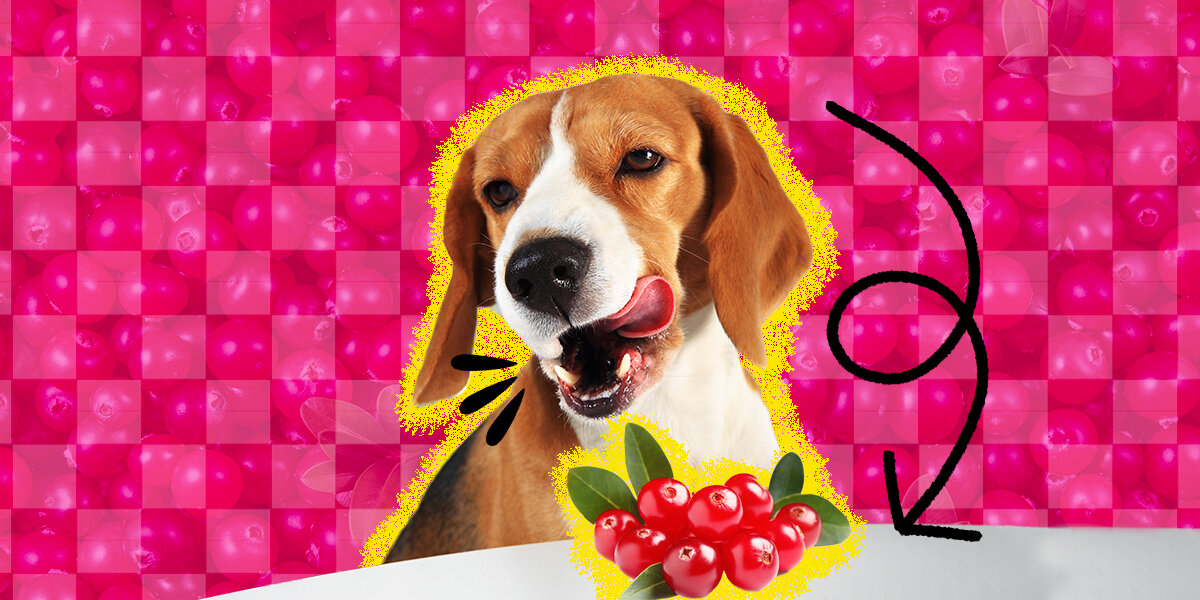 Are cranberries safe shop for dogs to eat