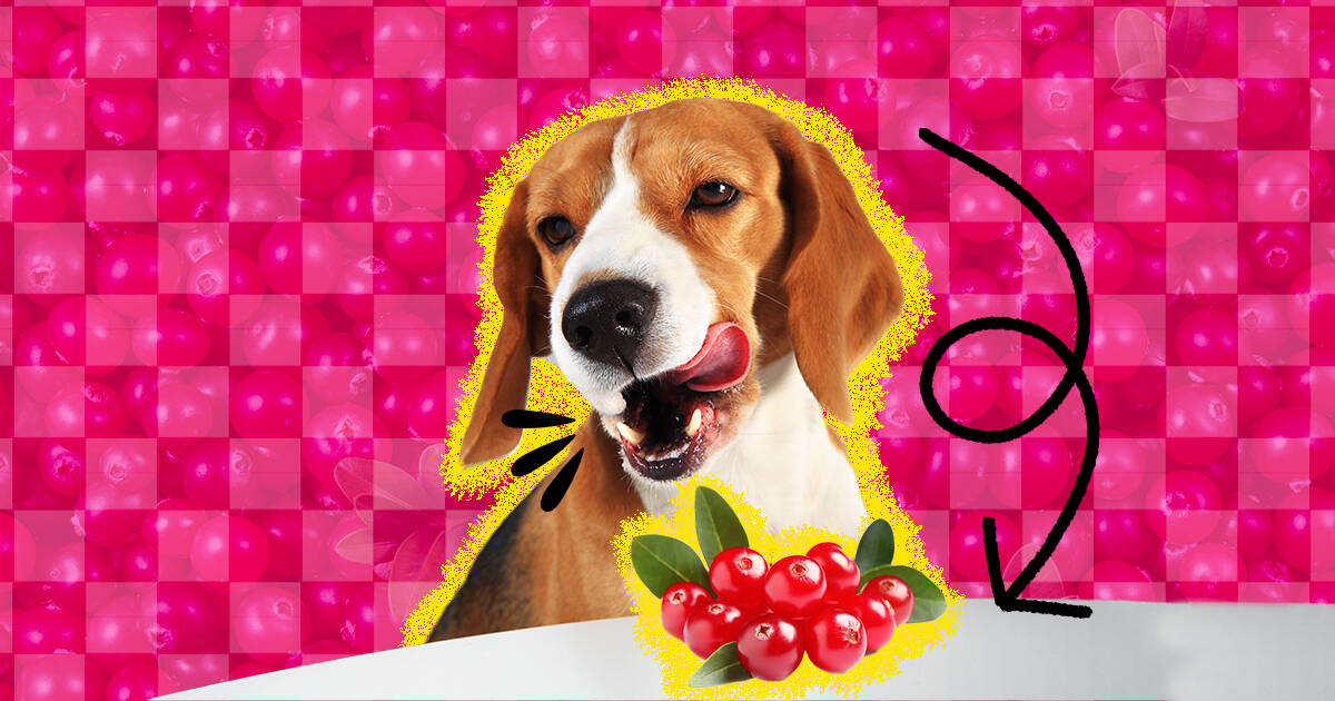 Are cranberries store toxic to dogs