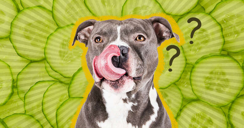 dog licking mouth with cucumbers