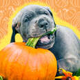 dog chewing on a pumpkin