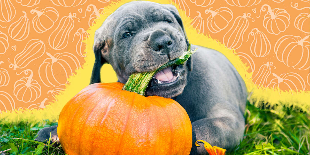 can dog eat pumpkin skin
