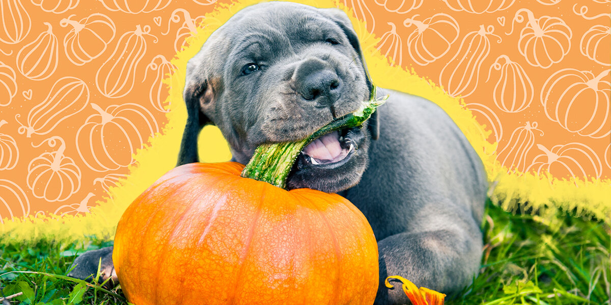 Feeding pumpkin hot sale to dogs