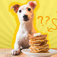 dog with a stack of pancakes
