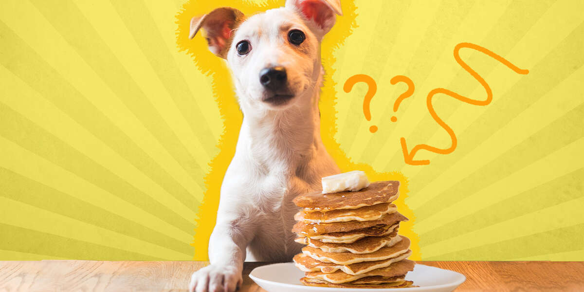 what is a good breakfast for dogs