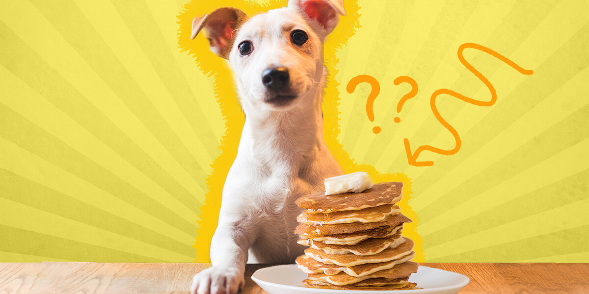 Can Dogs Eat Almond Butter? And What Amount Is Safe? - DodoWell - The Dodo