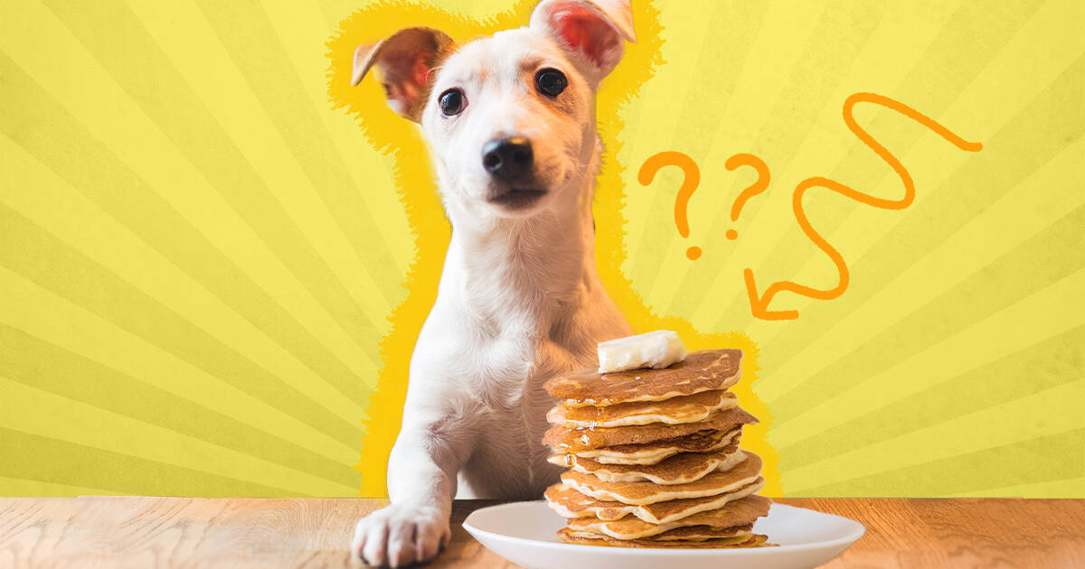 Can Dogs Eat Pancakes Safely? What A Vet Wants Pet Parents To Know -  DodoWell - The Dodo