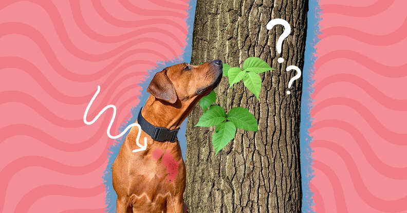 what if a dog eats ivy will it hurt them