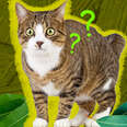 cat with leaves and question marks