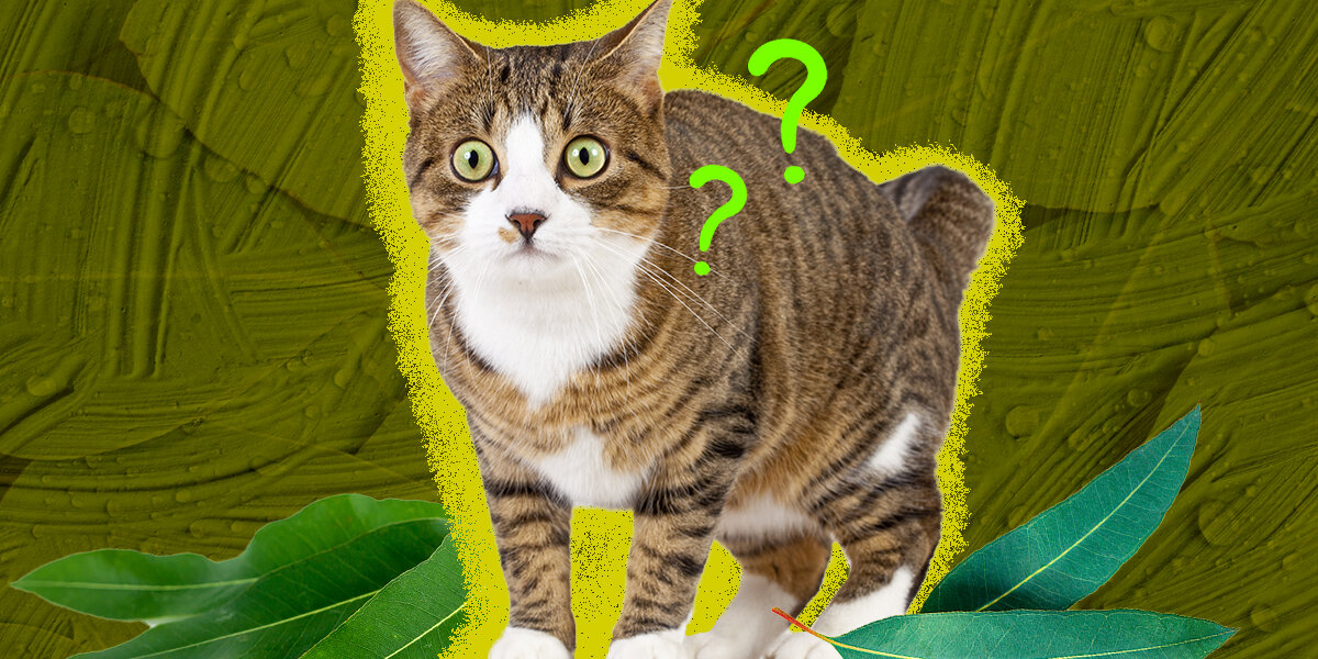 Eucalyptus plant 2024 safe for dogs