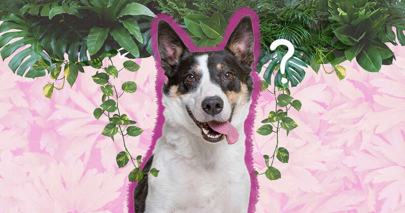 which flowers are poisonous to dogs