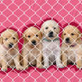 puppies in a cage