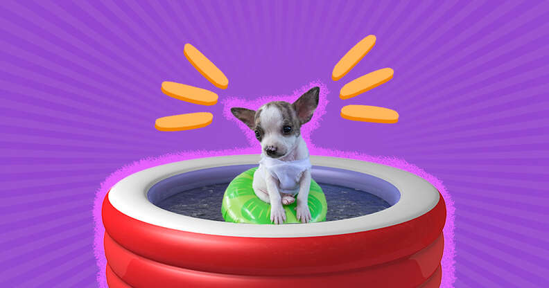 can puppies swim in a pool