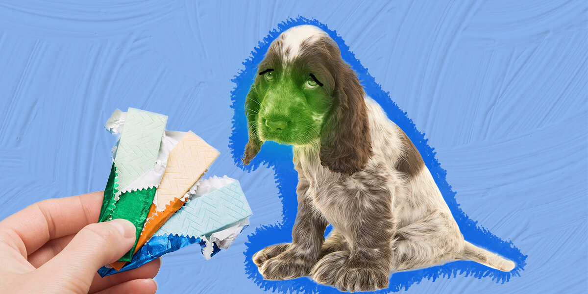 What artificial sweetener is bad for dogs sale