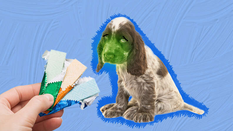 What happens if clearance your dog eats gum