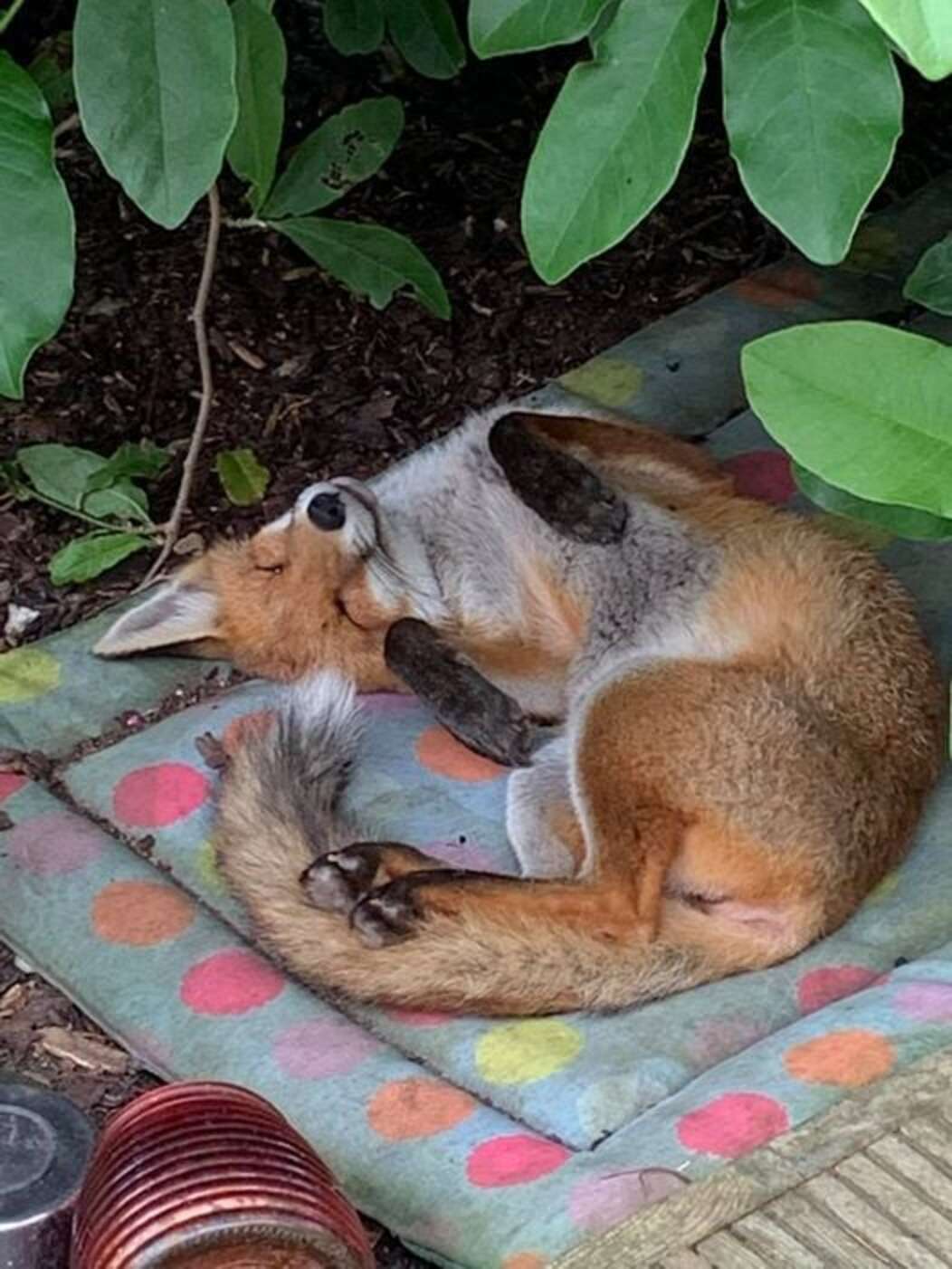 Fox Finds Safe Haven in Woman's Yard