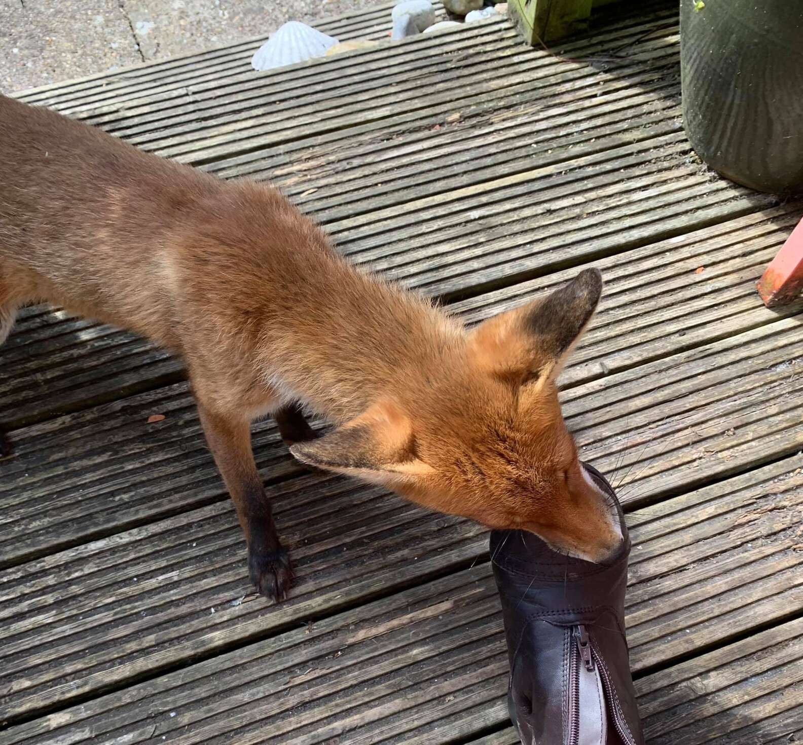 Fox Finds Safe Haven in Woman's Yard