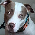 Abandoned Pittie Finally Relaxes When Her Dad Sings Her Favorite Song