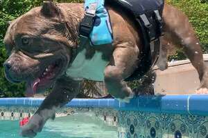 Pittie Has One Obsession In Life: Swimming