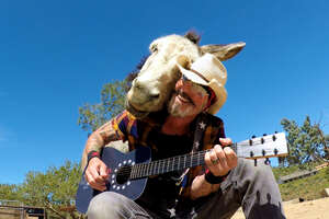 Donkey Snuggles Into Guy's Shoulder Every Time He Plays Guitar