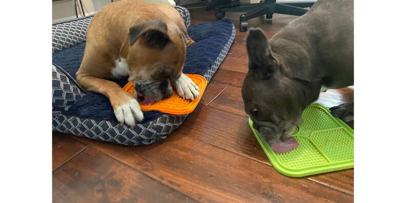 Hyper Pet IQ Treat Mat Review - Paw of Approval - The Dodo