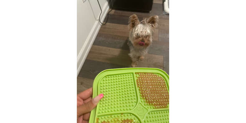 Hyper Pet IQ Dog Lick Mats Are Great for Meals, Boredom, and Anxiety