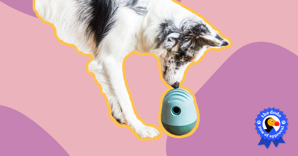 KONG Dog Toys: Are They Worth Buying, According To Reviews? - Paw