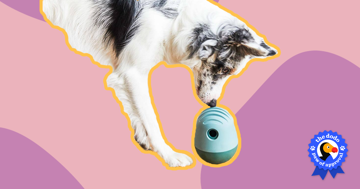 Fable Pets dog toy review: We test the game and the falcon toy