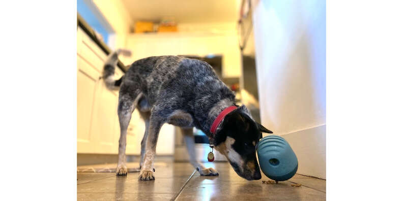 Fable Pets dog toy review: We test the game and the falcon toy