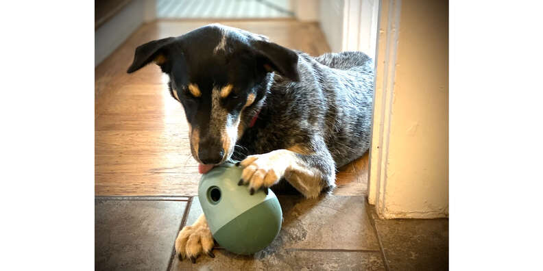 Fable  The Game - Best Dog Enrichment Toy & Feeder In One