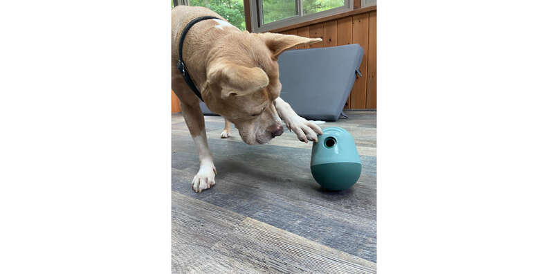 Fable Pets dog toy review: We test the game and the falcon toy