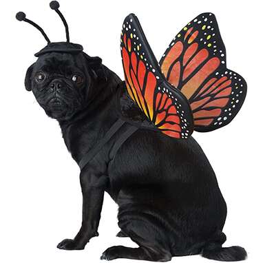 California Costumes Monarch Butterfly