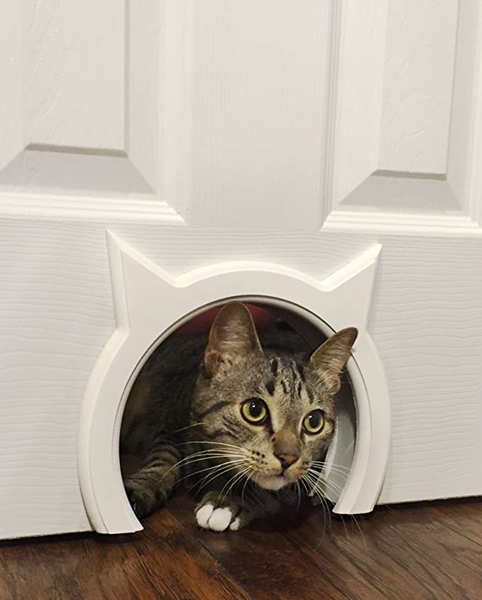 6 Best Cat Doors On Amazon DodoWell The Dodo